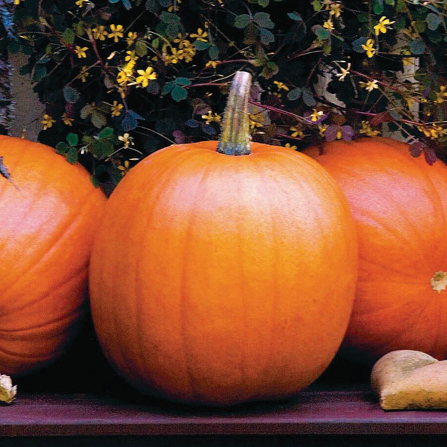 Jack O Lantern Pumpkin by MIgardener