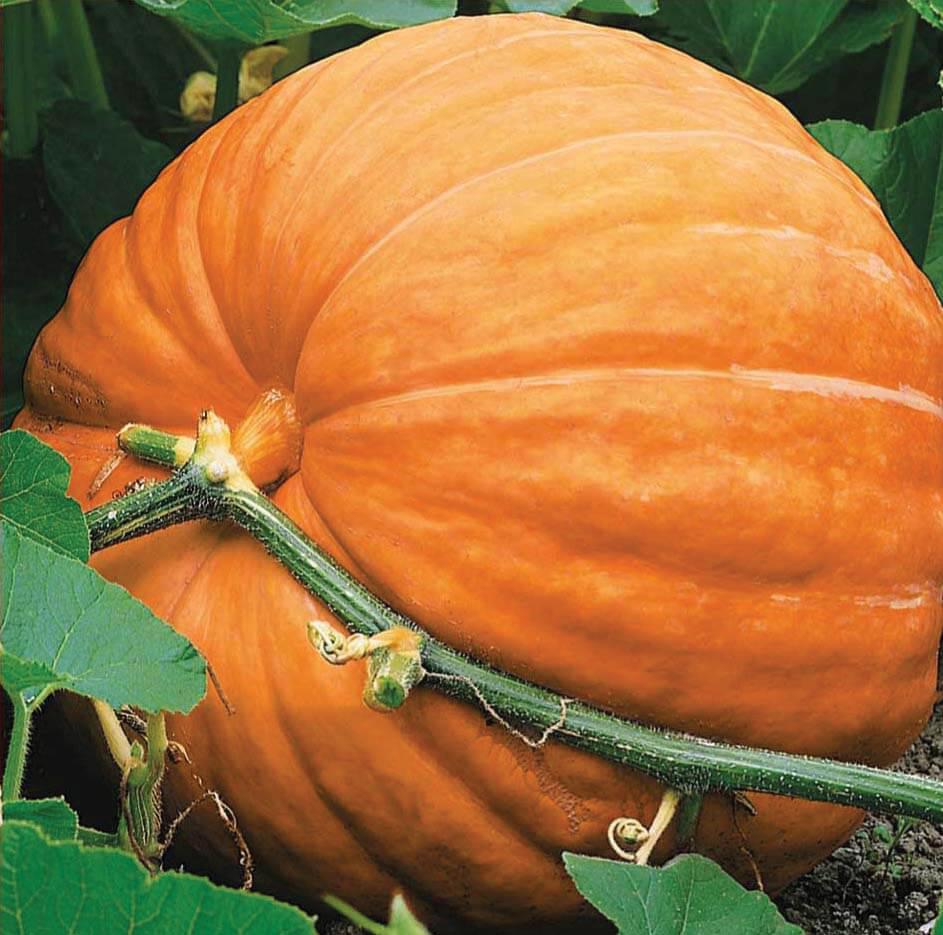 Big Max Pumpkin by MIgardener