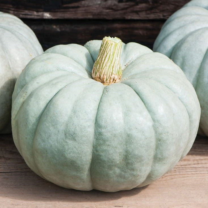 Jarrahdale (blue) Pumpkin by MIgardener