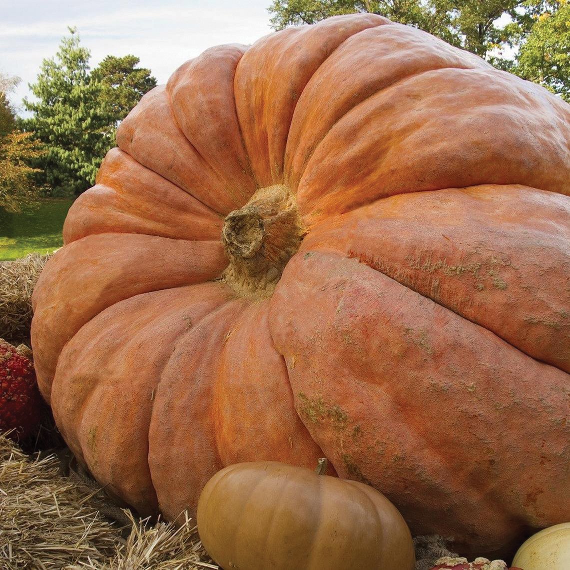 Atlantic Giant Pumpkin by MIgardener