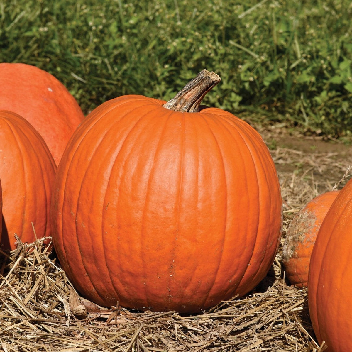 Howden Pumpkin by MIgardener