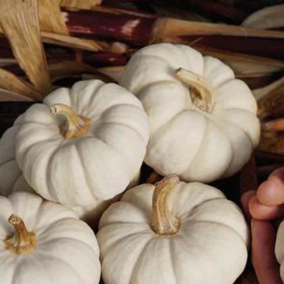 Baby Boo Pumpkin by MIgardener