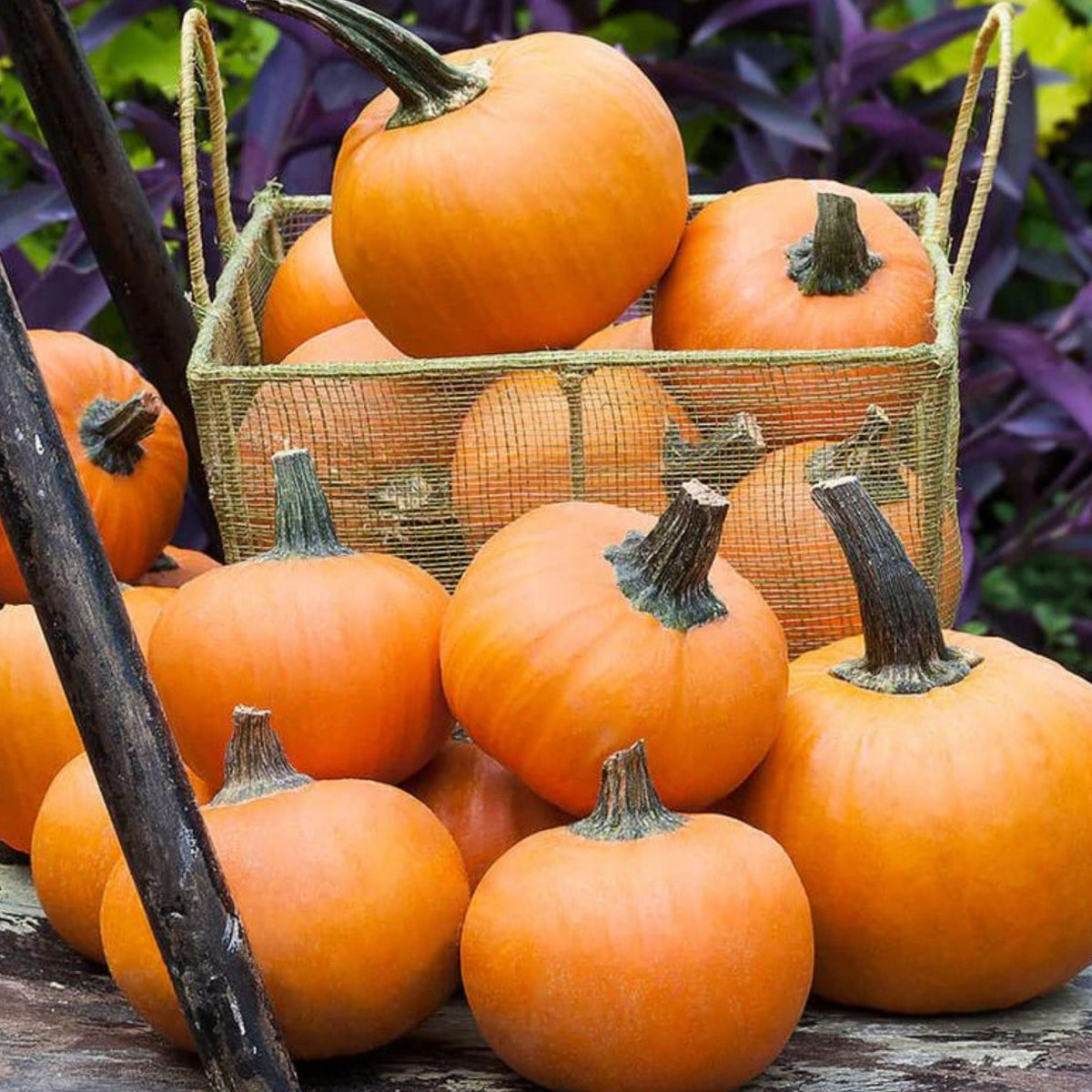 Wee-Be-Little Pumpkin by MIgardener