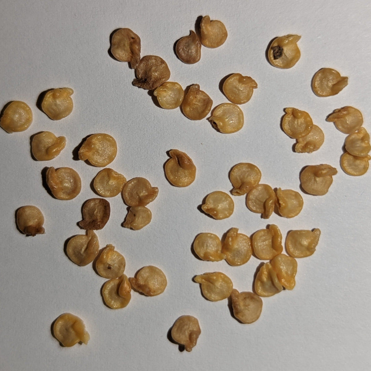 Ghost Extreme Hot Pepper Seeds, image 2 of 5