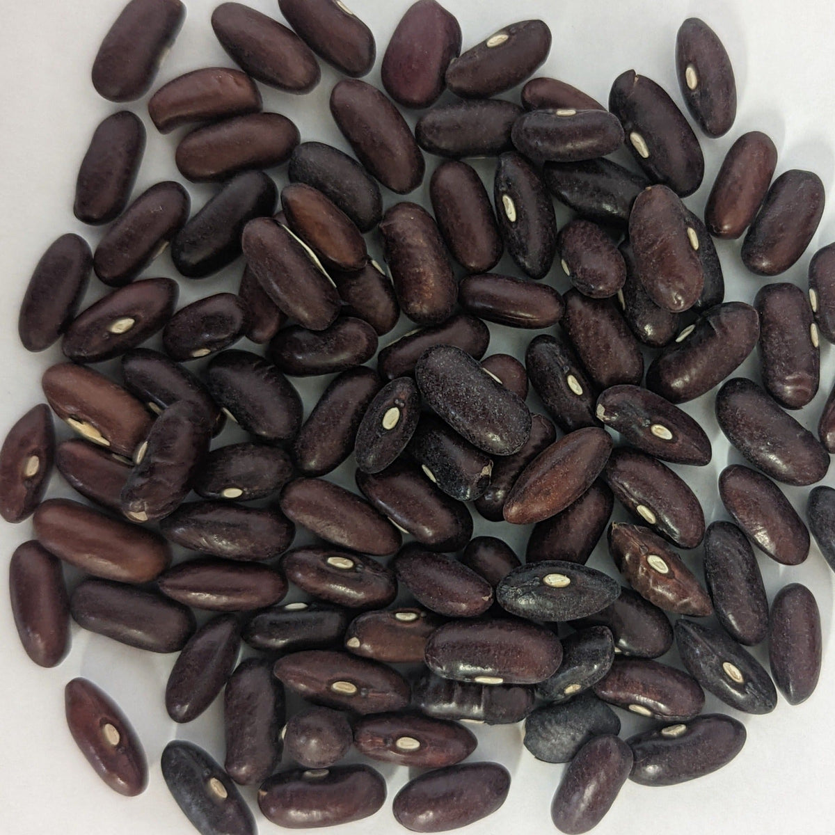 Provider Bush Green Bean Seeds, image 2 of 6