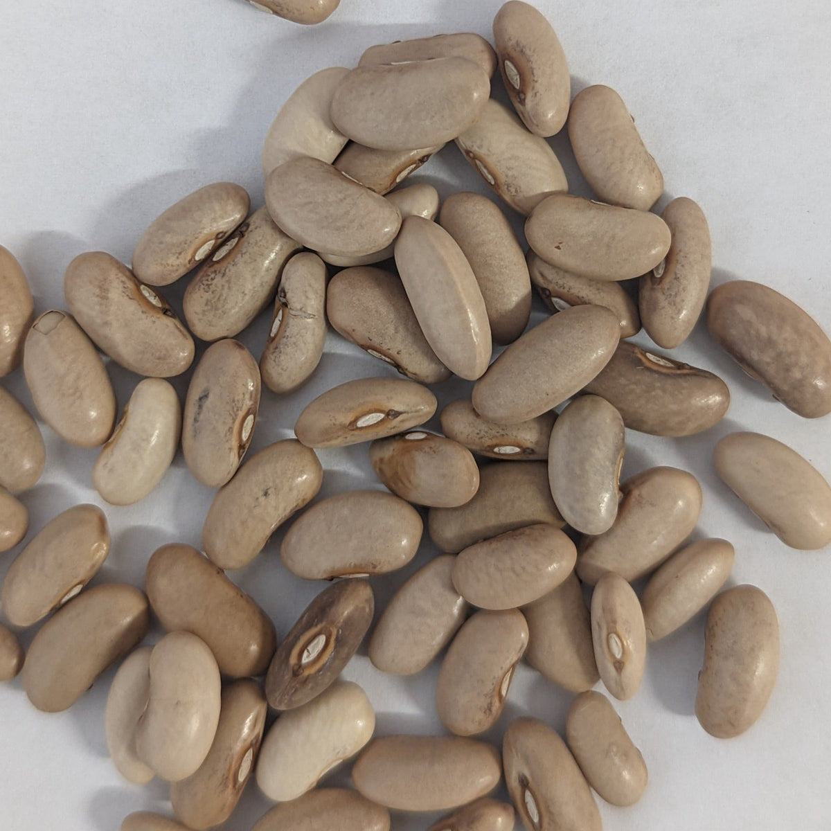 Purple pod Heirloom Pole Bean Seeds, image 2 of 6