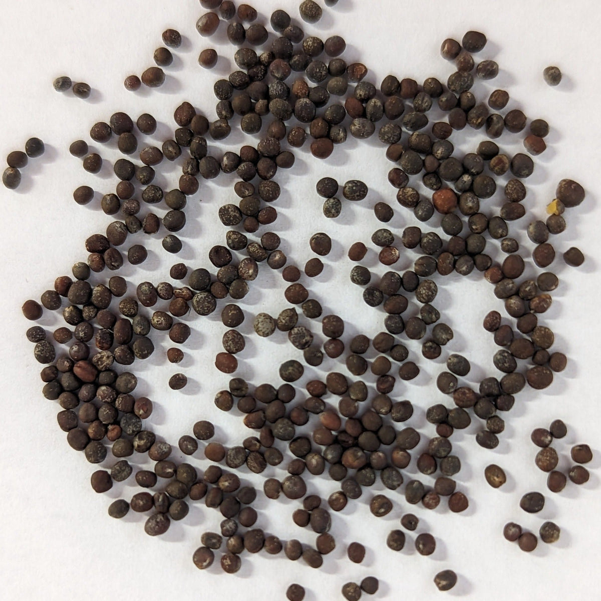 Red Acre Heirloom Cabbage Seeds, image 2 of 7