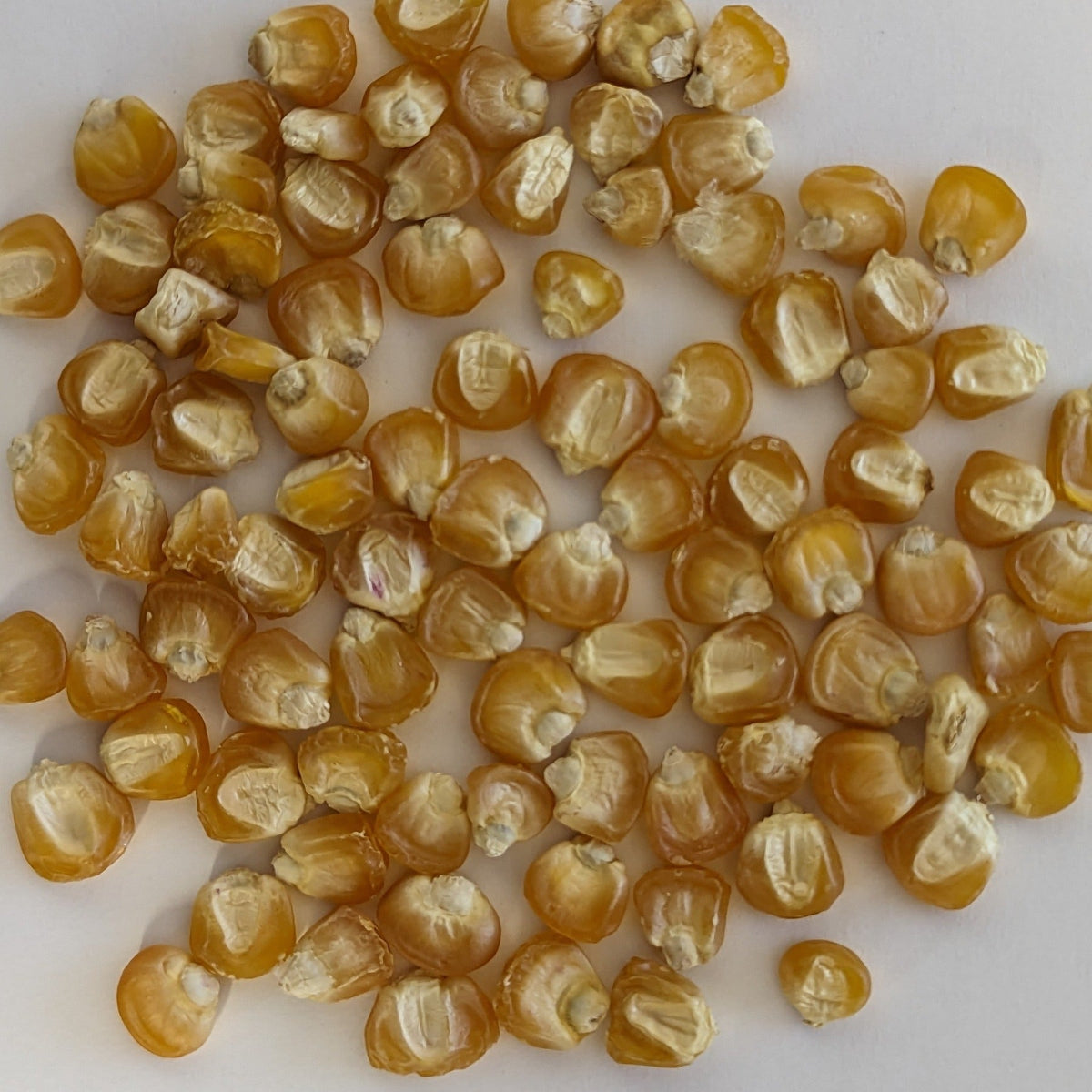 Golden Bantam 12 Row Untreated Heirloom Sweet Corn Seeds, image 2 of 8