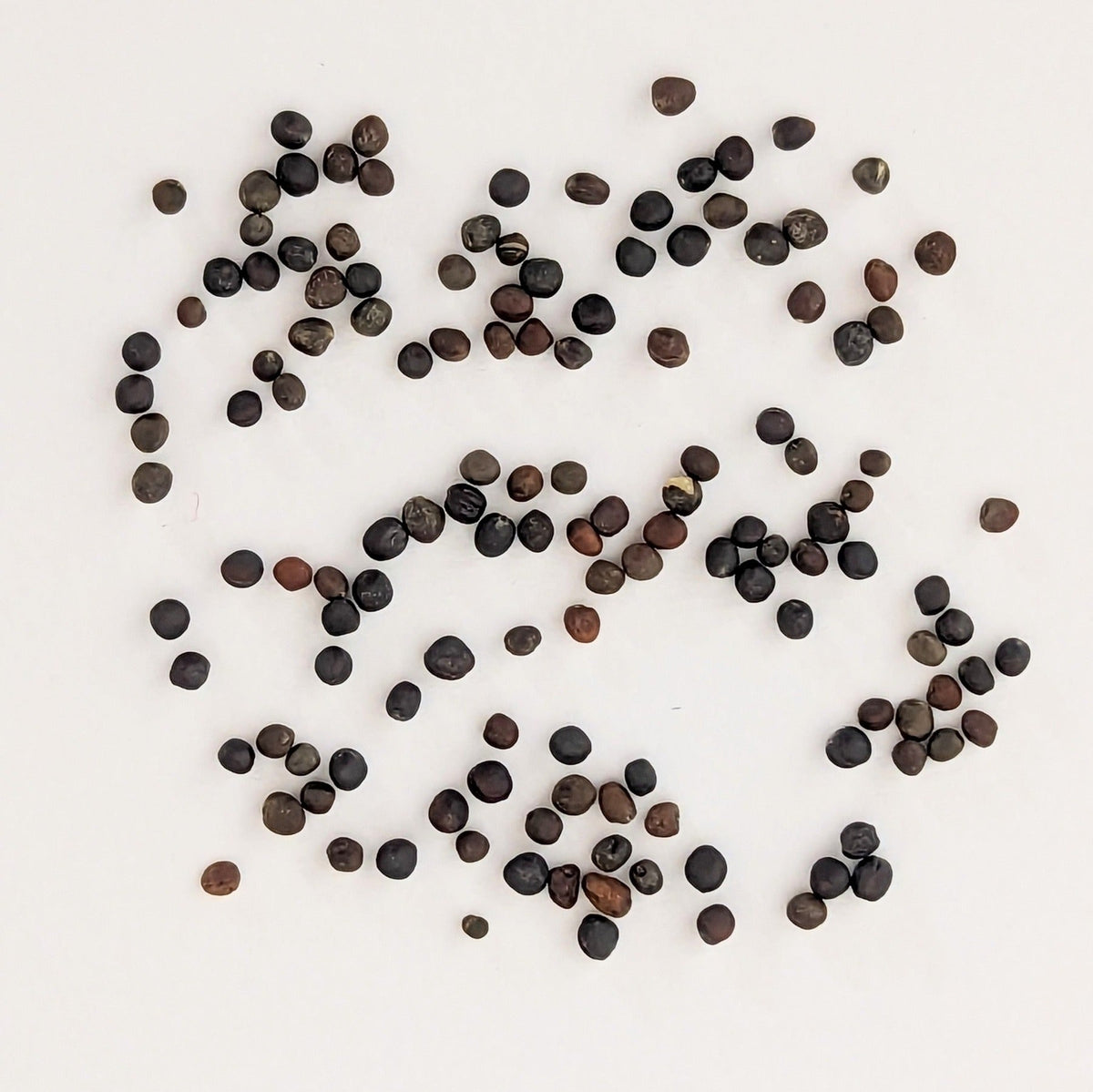 De Cicco Heirloom Broccoli Seeds, image 2 of 7