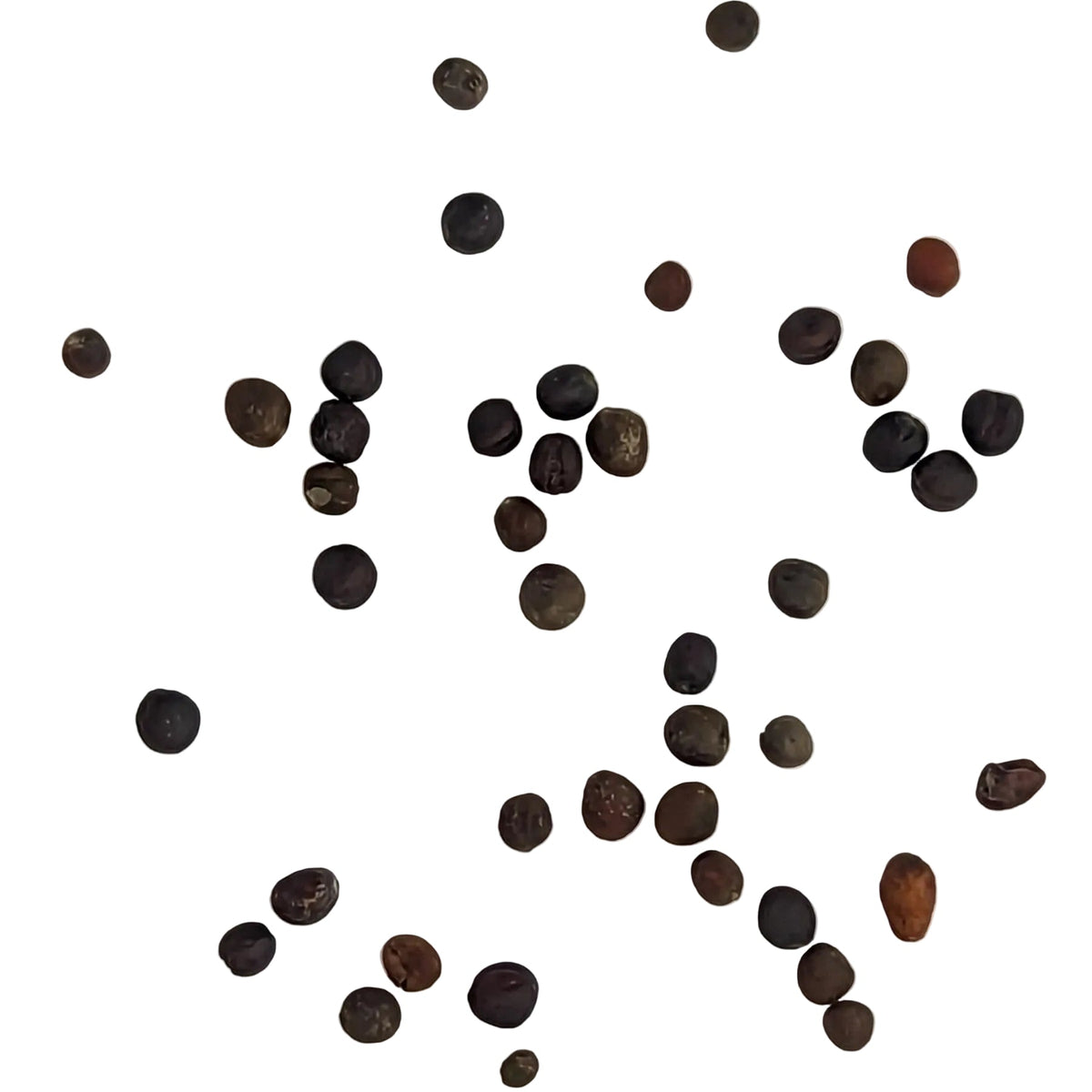 Gypsy Hybrid Broccoli Seeds, image 2 of 7