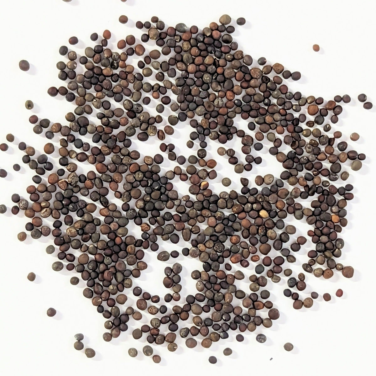 Broccoli Bargain Blend Seeds, image 2 of 7