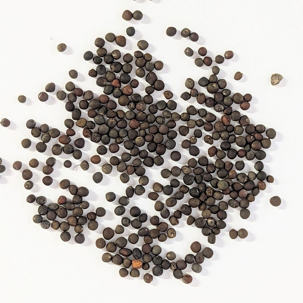 Long Island Improved Heirloom Brussels Sprouts Seeds, image 2 of 7