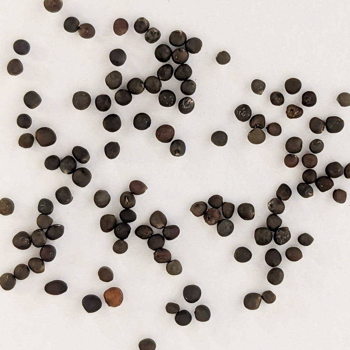 Gustus Hybrid Brussels Sprouts Seeds, image 2 of 7