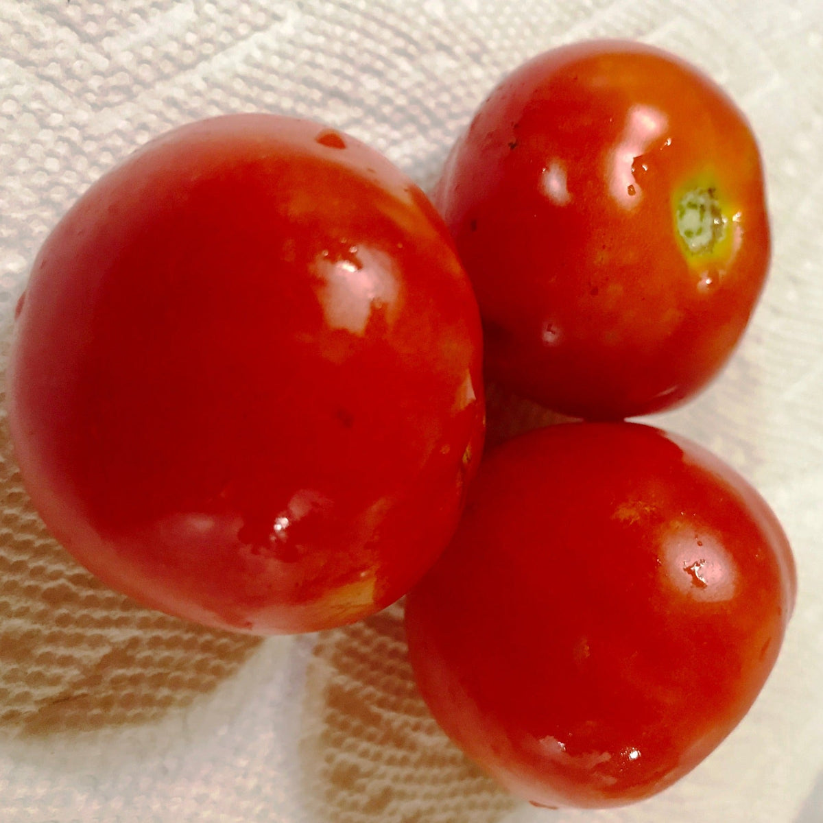 Papaw's Dwarf Pixie Tomato Seeds by Papaws Garden Supply