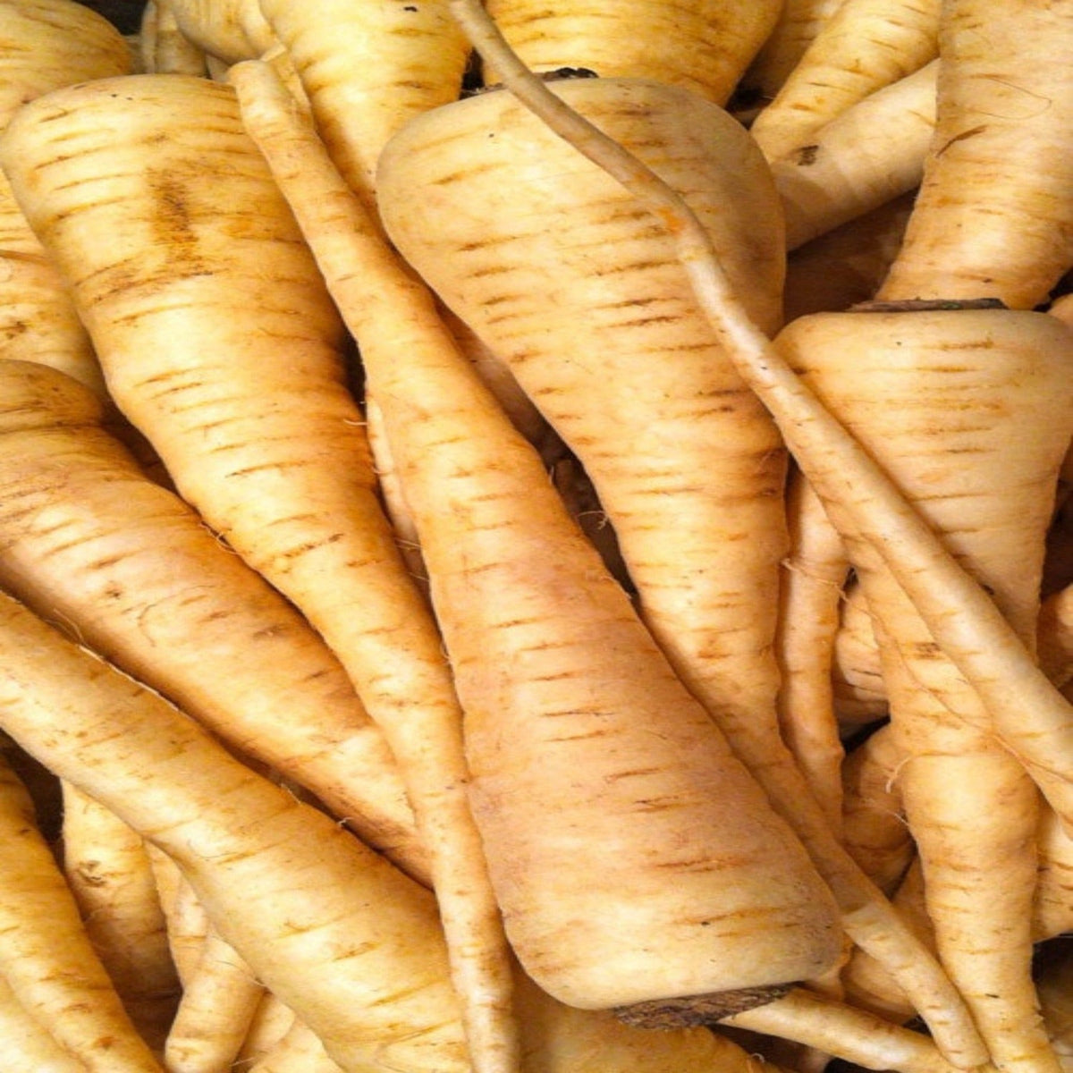 Parsnips Hollow Crown Seeds by Papaws Garden Supply