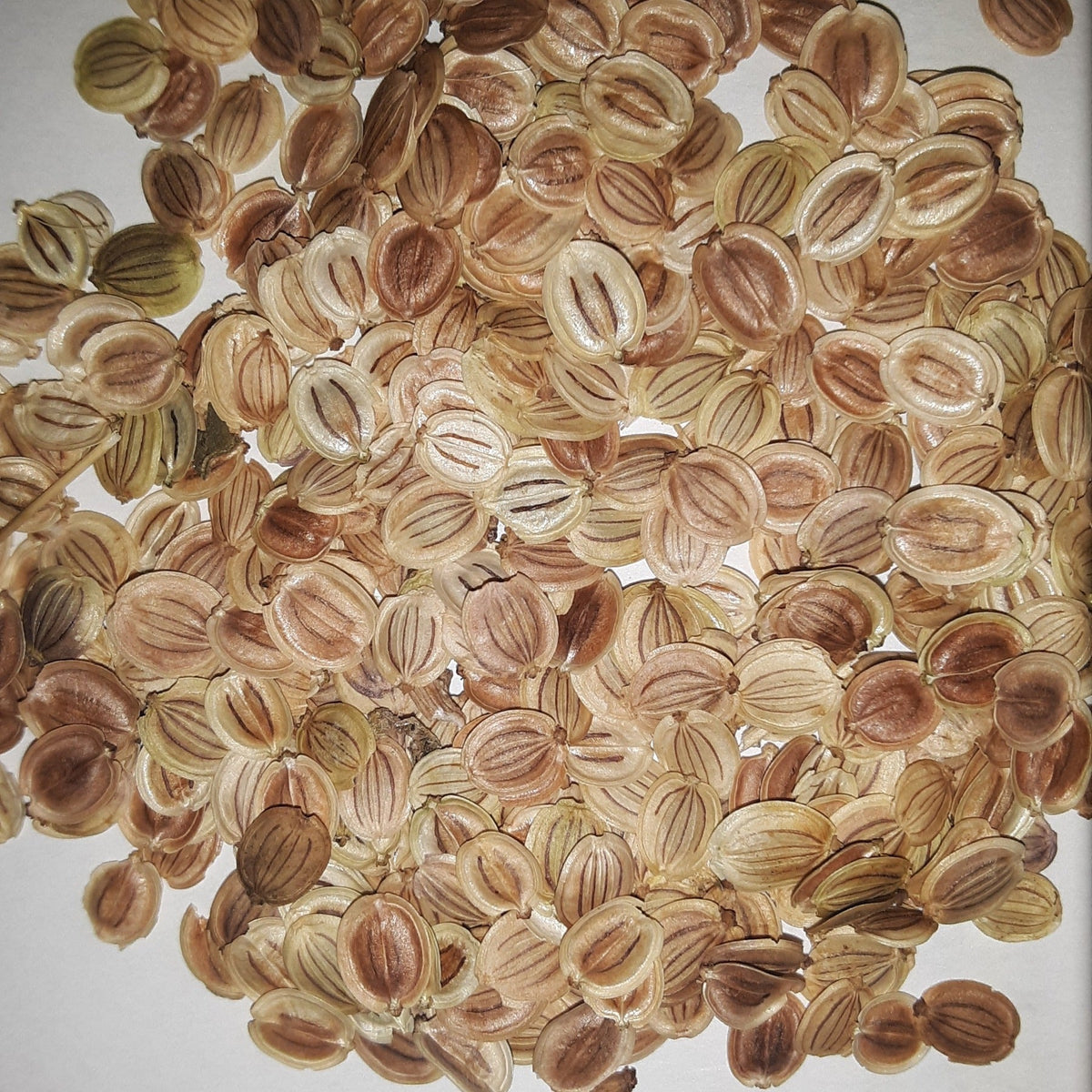 Parsnips Hollow Crown Seeds, image 2 of 5