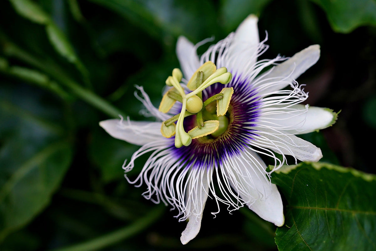 Passion Flower, Cut, Sifted