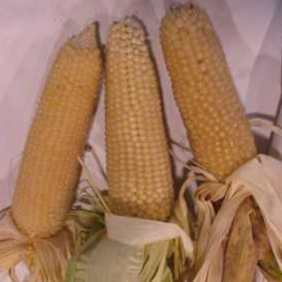 Pennsylvania Dutch Butter Popcorn Untreated Seeds, image 2 of 5