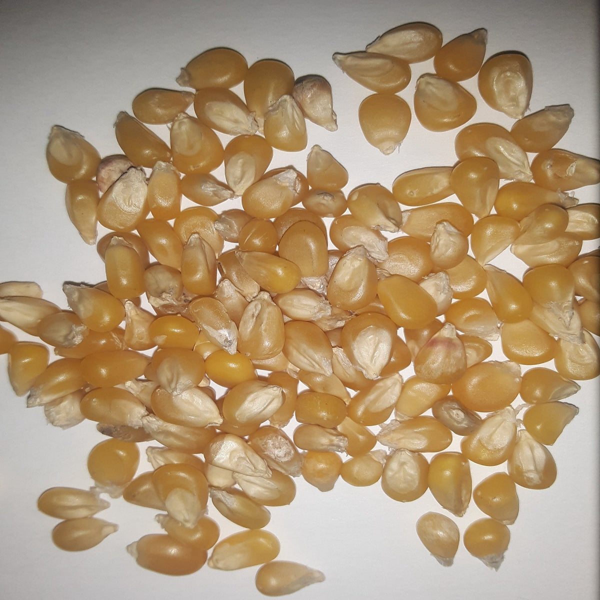 Pennsylvania Dutch Butter Popcorn Untreated Seeds, image 3 of 5