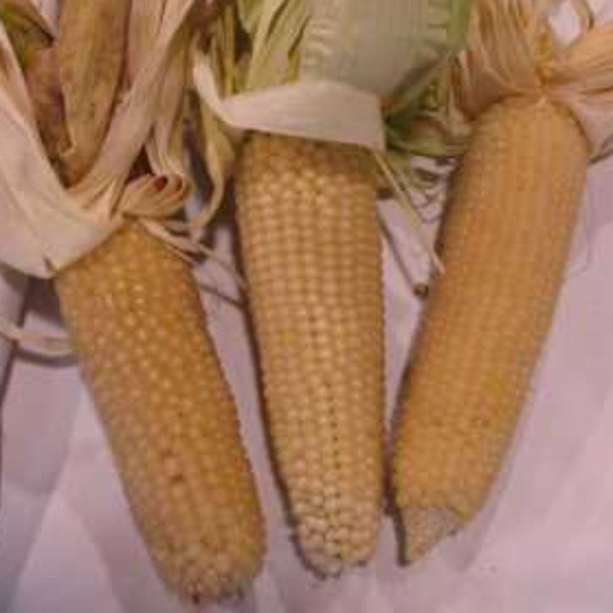 Pennsylvania Dutch Butter Popcorn Untreated Seeds by Papaws Garden Supply
