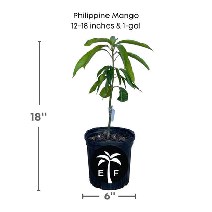 Philippine Filipino Mango Tree, Manila Grafted, Fruit Trees from Everglades Farm