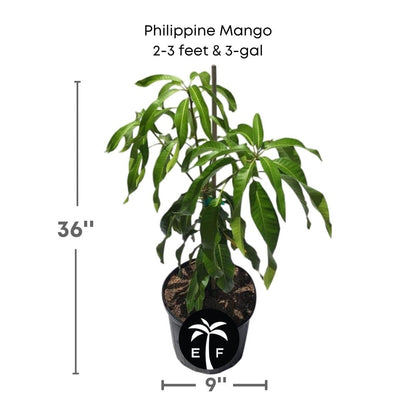 Philippine Filipino Mango Tree, Manila Grafted, Fruit Trees from Everglades Farm