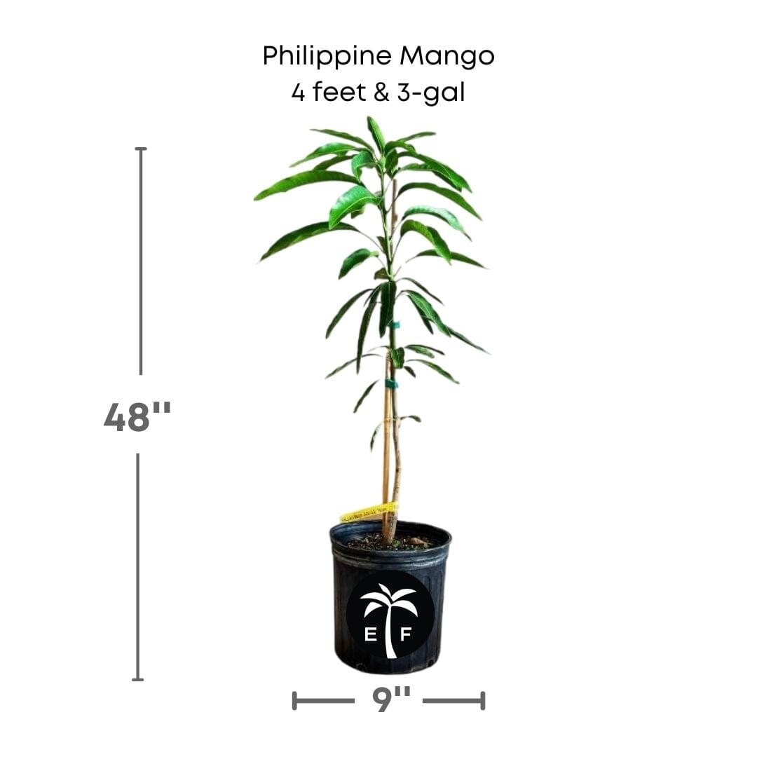 Philippine Filipino Mango Tree, Manila Grafted, Fruit Trees from Everglades Farm