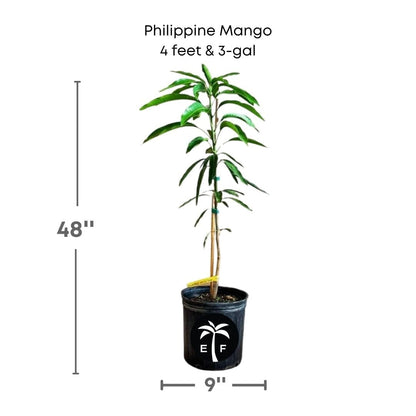 Philippine Filipino Mango Tree, Manila Grafted, Fruit Trees from Everglades Farm