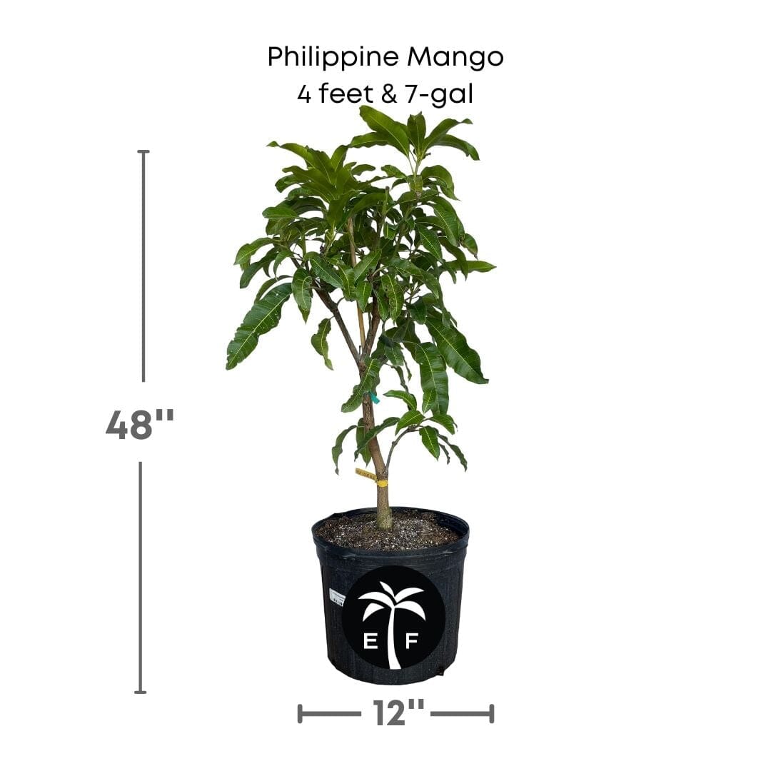 Philippine Filipino Mango Tree, Manila Grafted, Fruit Trees from Everglades Farm