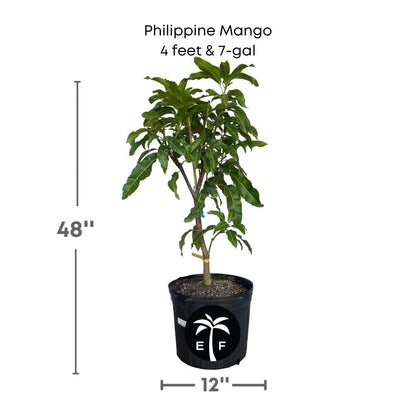 Philippine Filipino Mango Tree, Manila Grafted, Fruit Trees from Everglades Farm