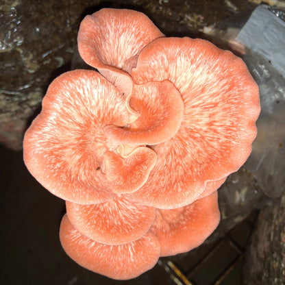 Oyster Mushroom Sawdust Spawn  - (Pleurotus spp.) - 5lb