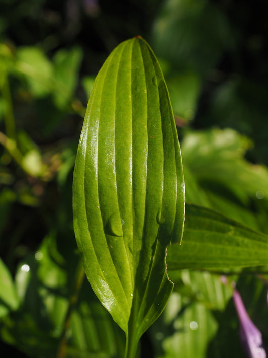 Plantain Leaf, Organic, Cut, Sifted