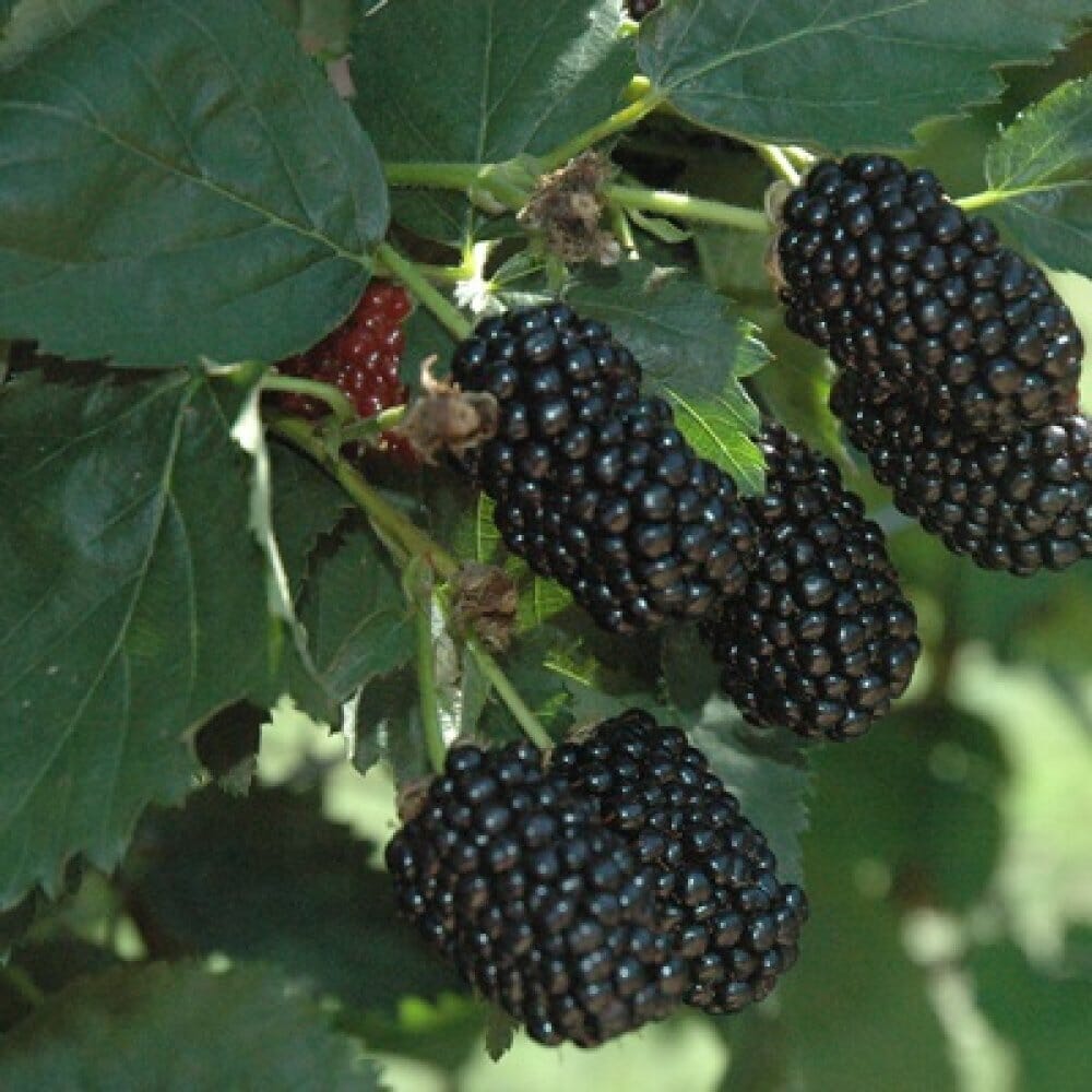 Prime-Ark® 45 Blackberry Plant from Everglades Farm