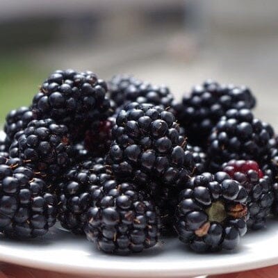 Prime-Ark® 45 Blackberry Plant from Everglades Farm