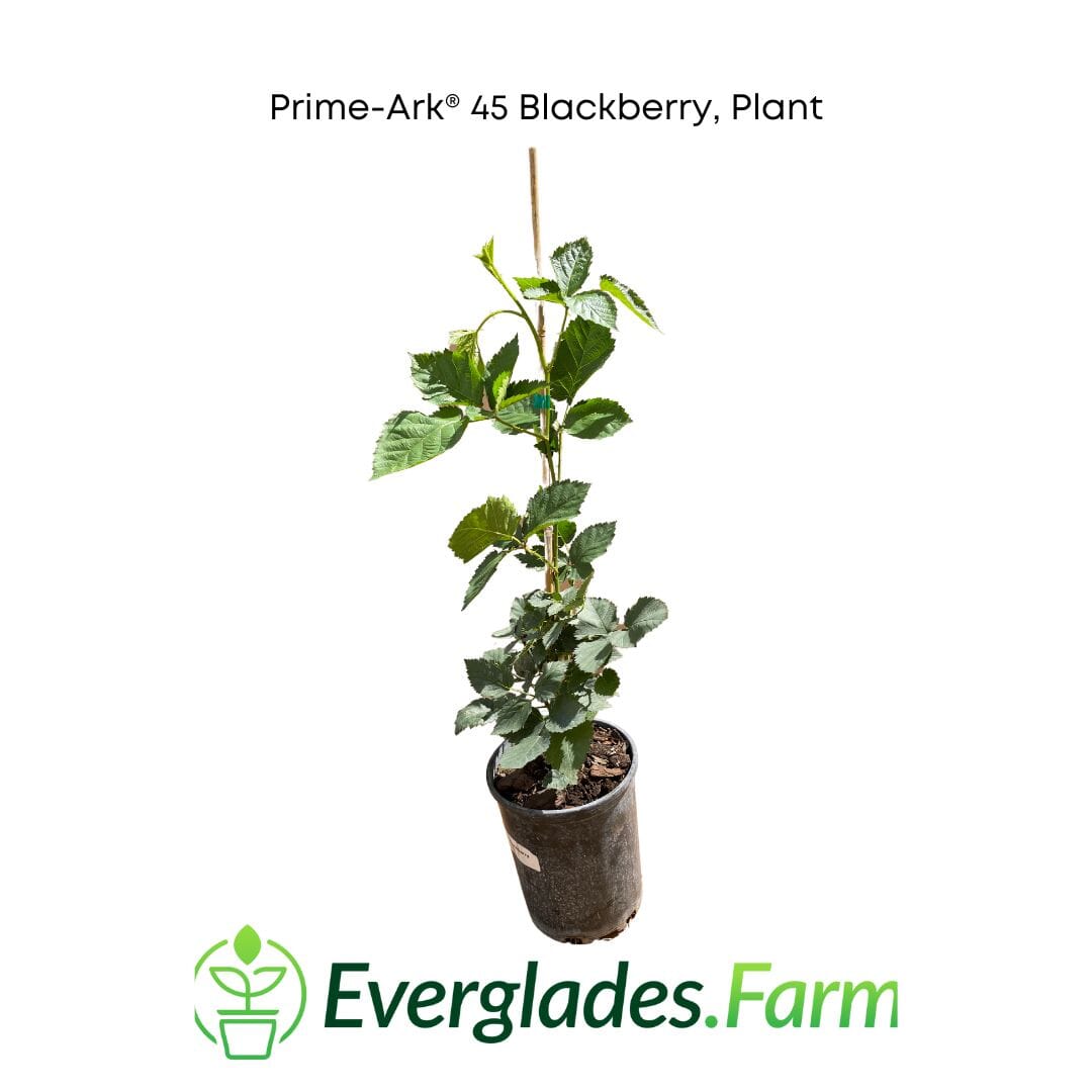 Prime-Ark® 45 Blackberry Plant from Everglades Farm