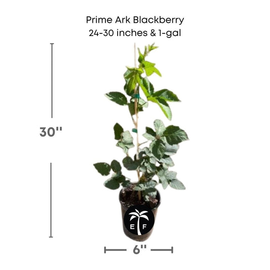 Prime-Ark® 45 Blackberry Plant from Everglades Farm