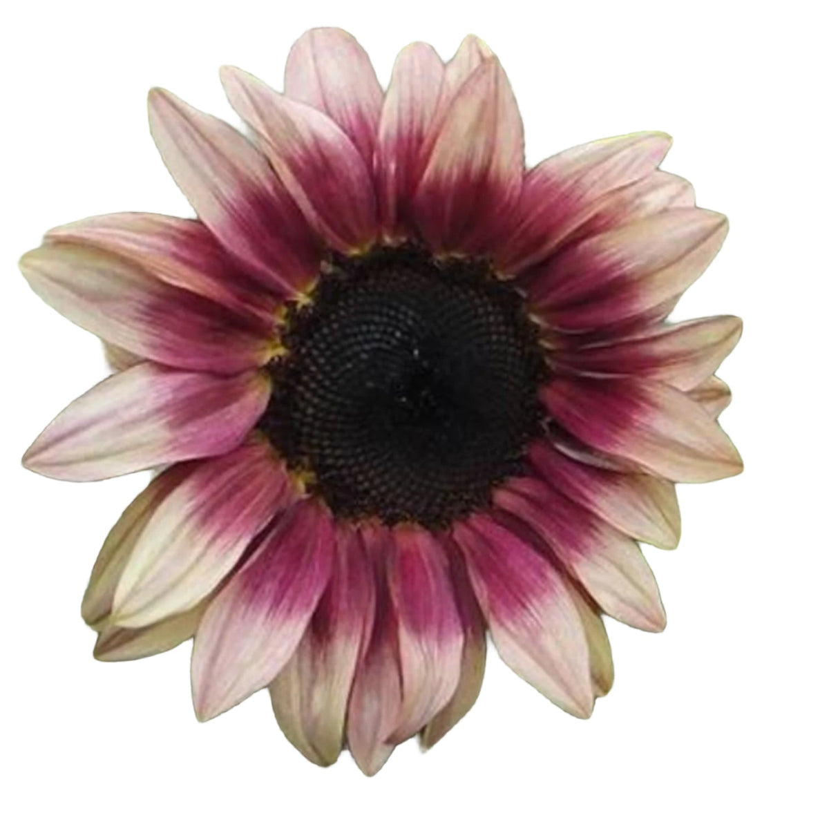 Papaw's Garden Supply Pro Cut Plum Sunflower Seed 20 CT/PACK, image 2 of 8