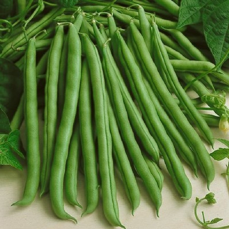 Provider Bush Green Bean Seeds by Papaws Garden Supply