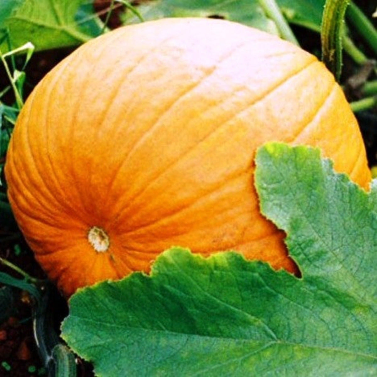 Small Sugar Heirloom Pumpkin Seeds by Papaws Garden Supply