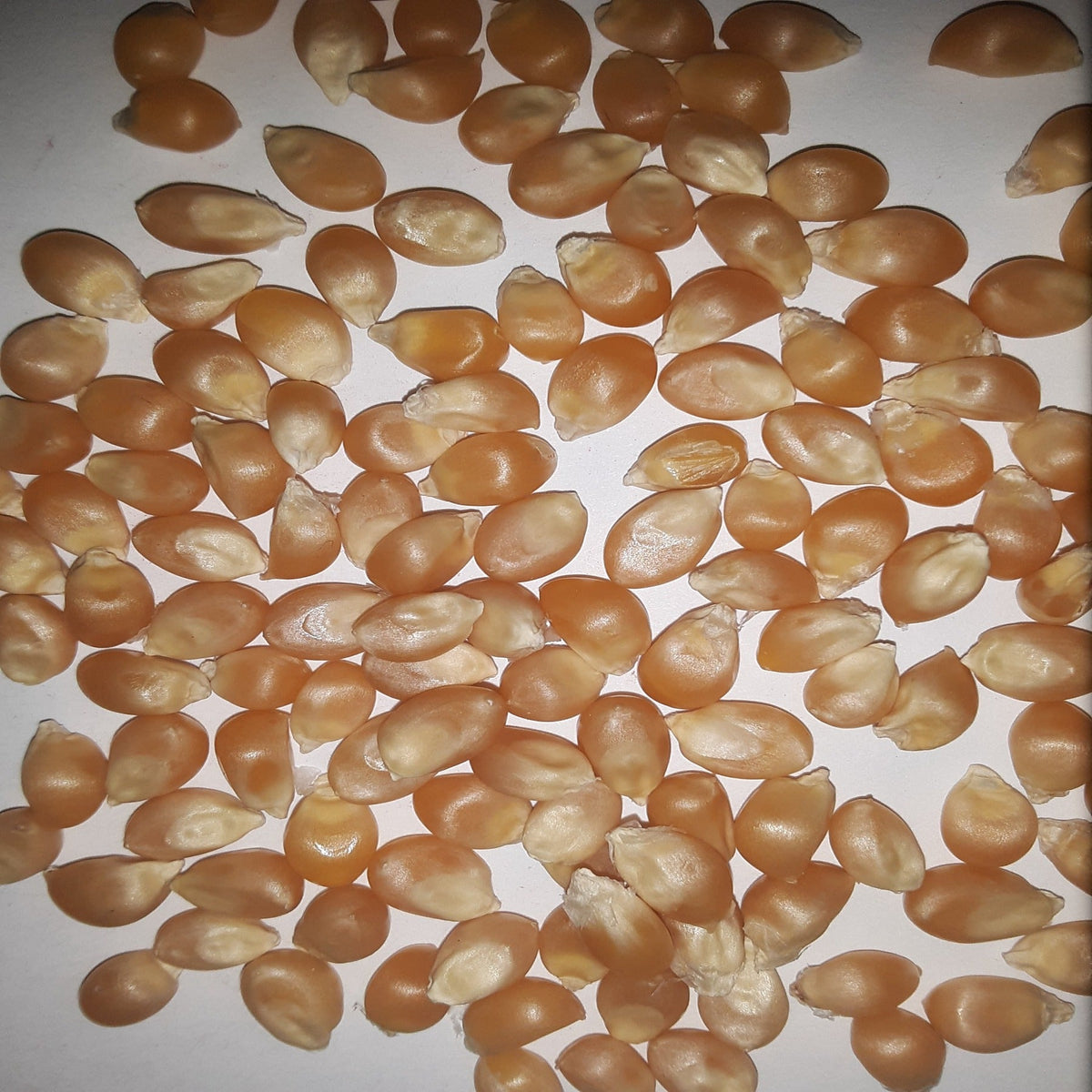 Purdue 410 Yellow Popcorn Untreated Seeds, image 2 of 5