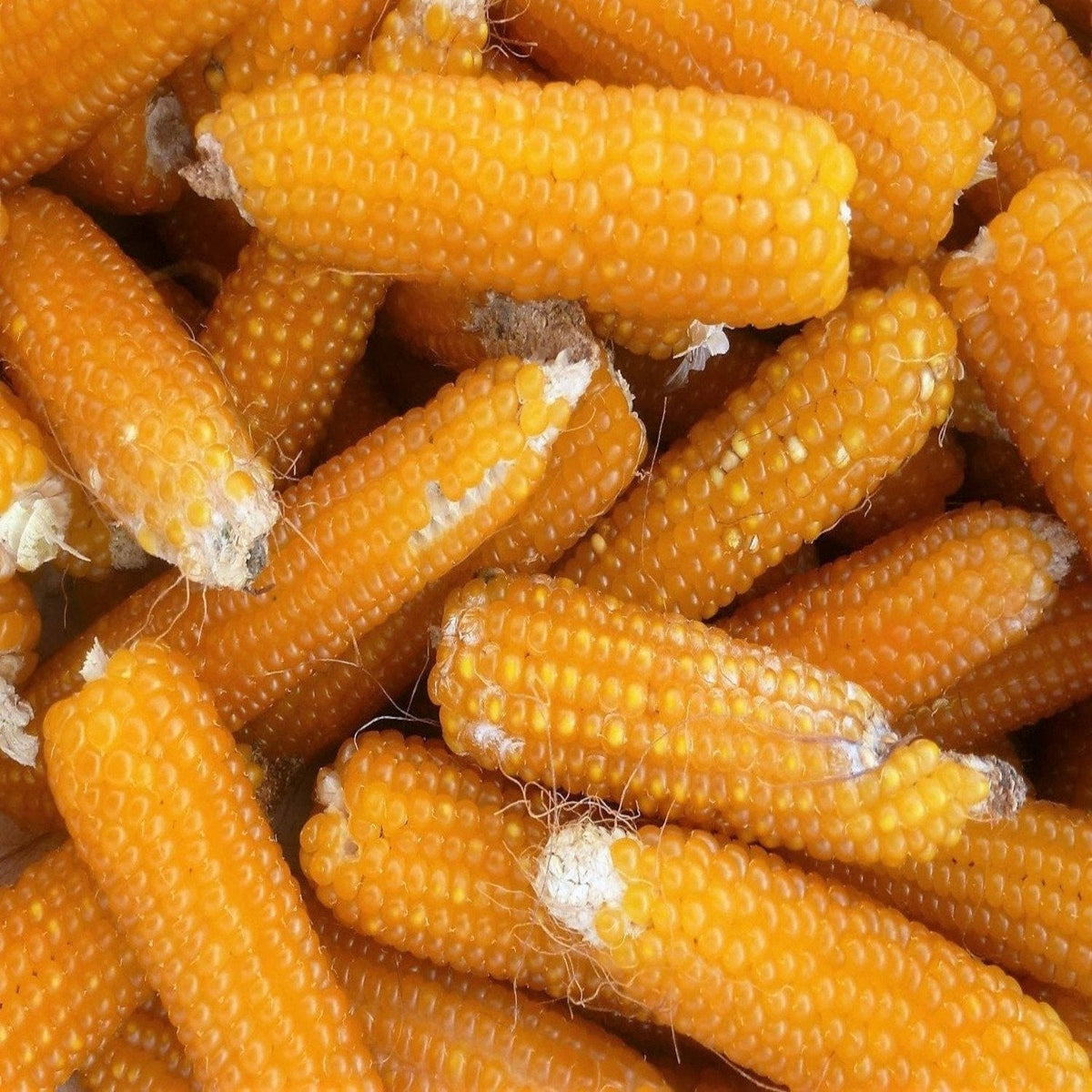 Purdue 410 Yellow Popcorn Untreated Seeds by Papaws Garden Supply
