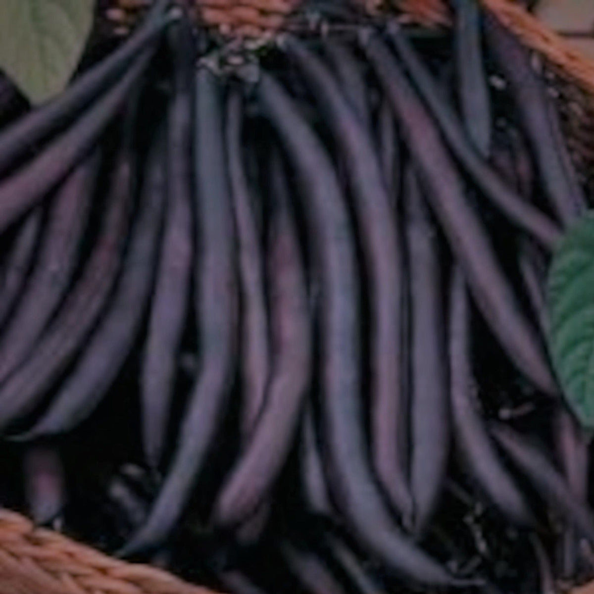 Purple Queen Heirloom Bush Green Bean Seeds by Papaws Garden Supply