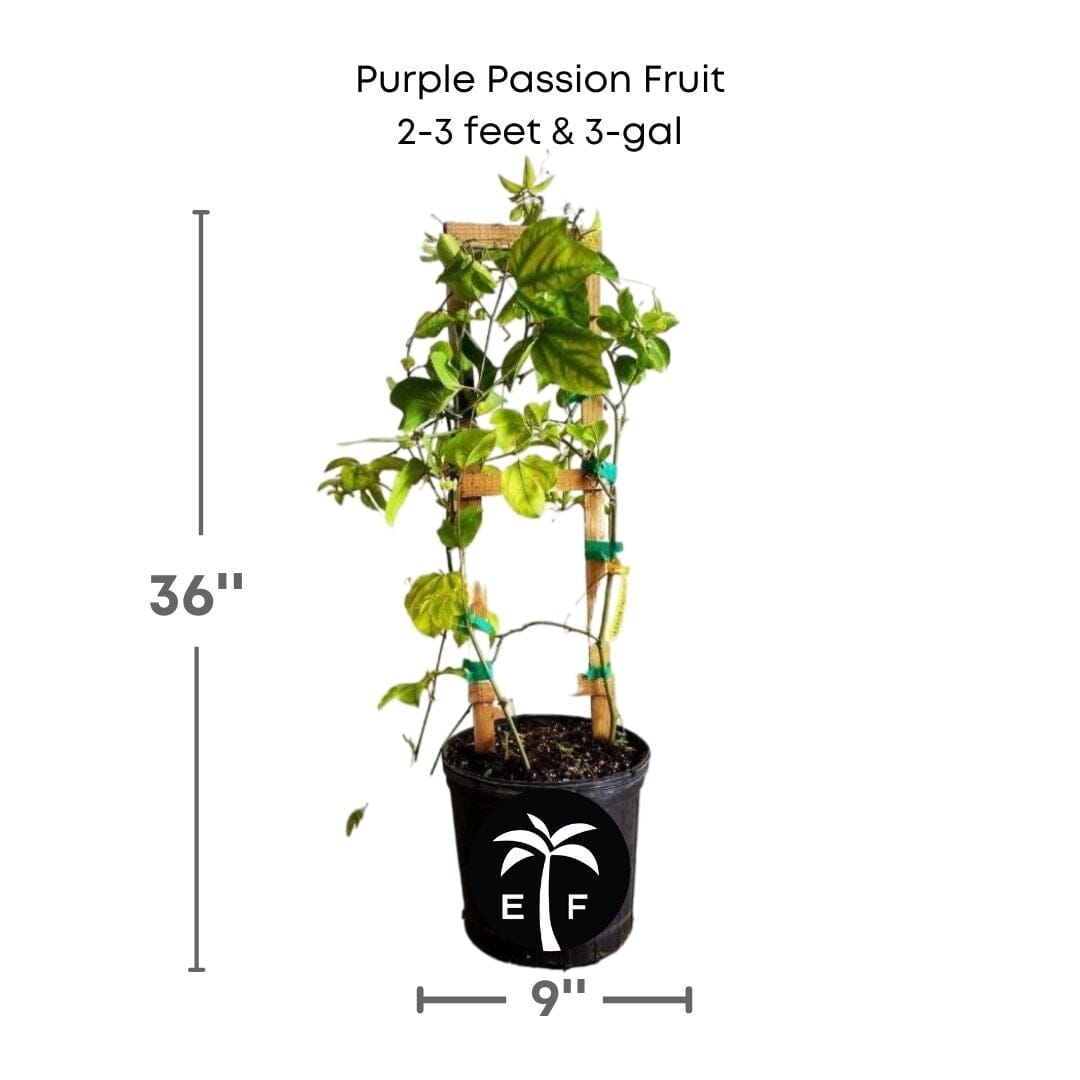 Purple Passion Fruit Vine Maracuya Morado, Fruit Trees from Everglades Farm