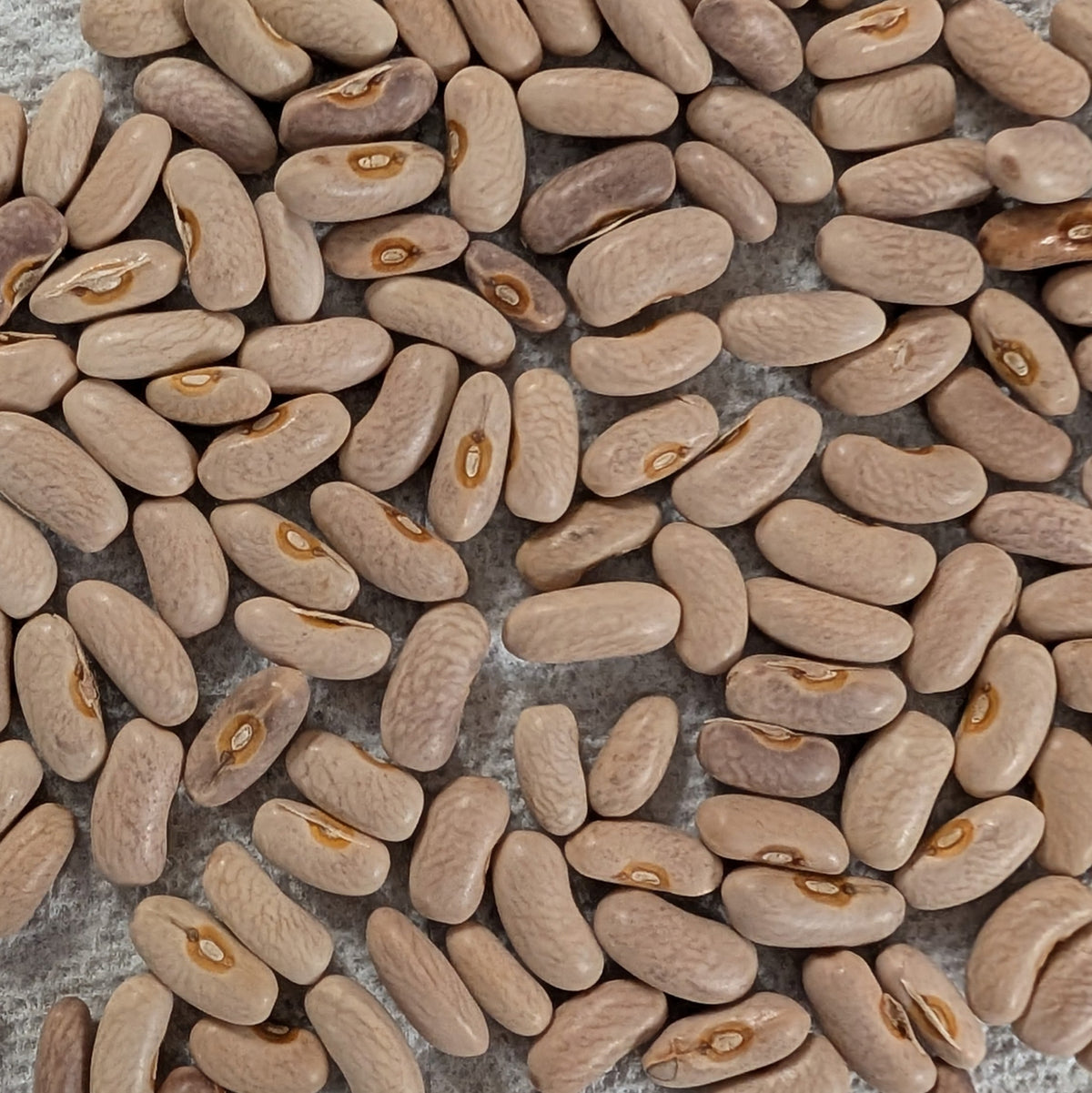 Purple Queen Heirloom Bush Green Bean Seeds, image 2 of 6