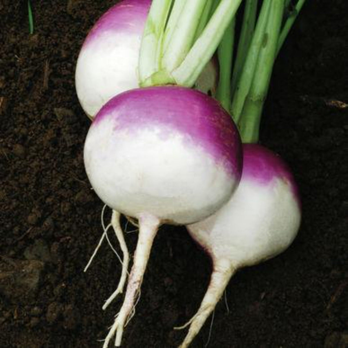 Purple Top White Globe Turnip Seeds by Papaws Garden Supply