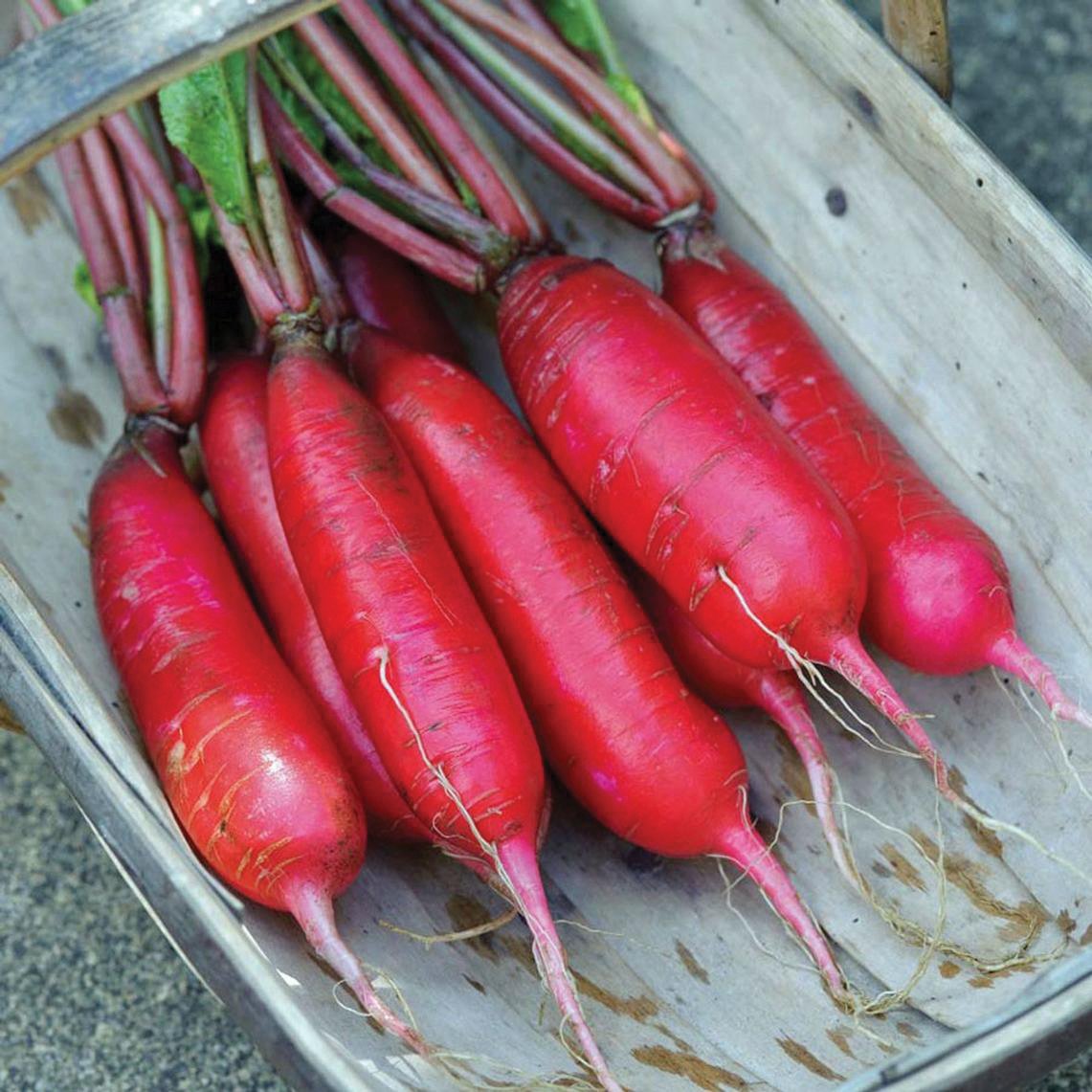 China Rose Radish by MIgardener