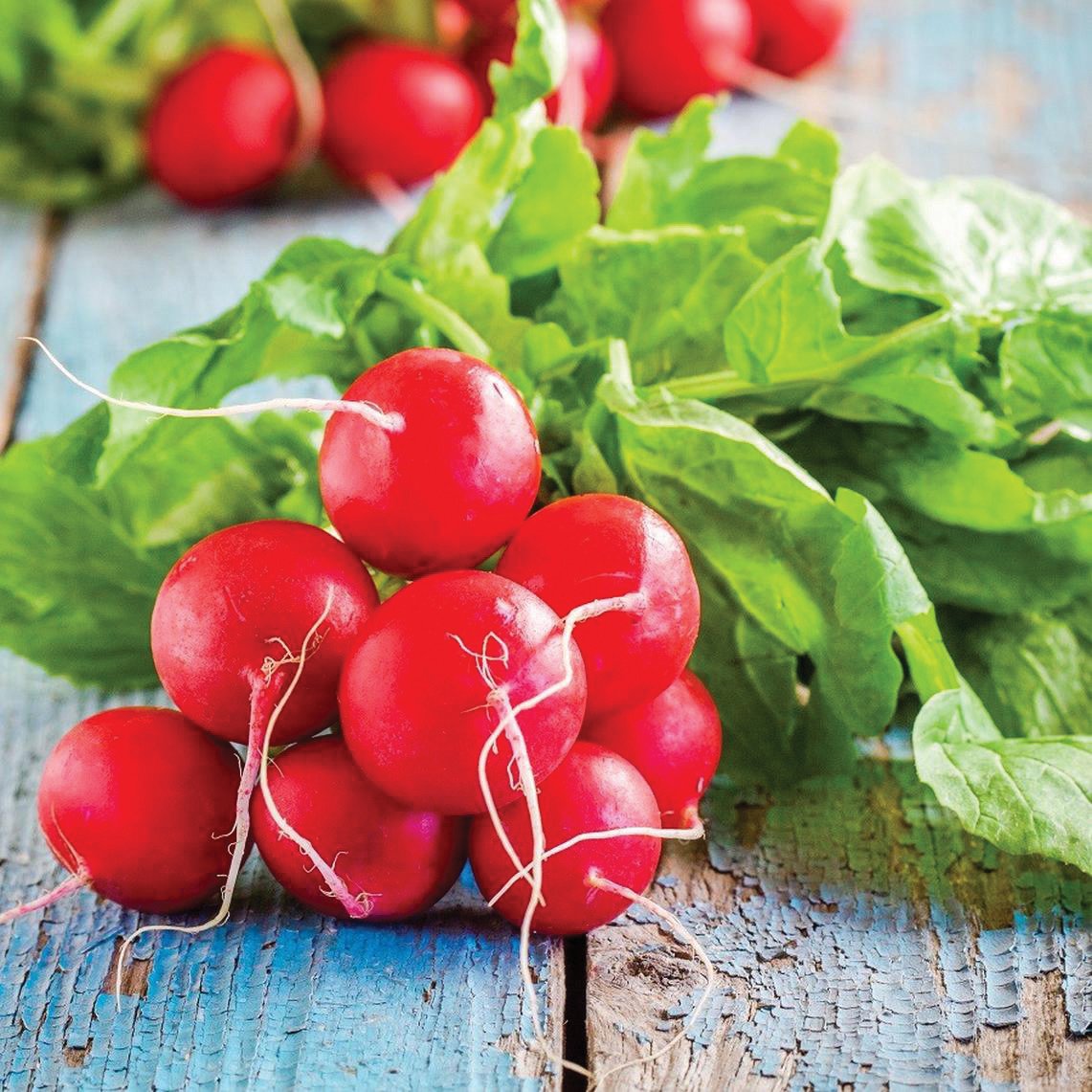 Early Scarlet Globe Radish by MIgardener
