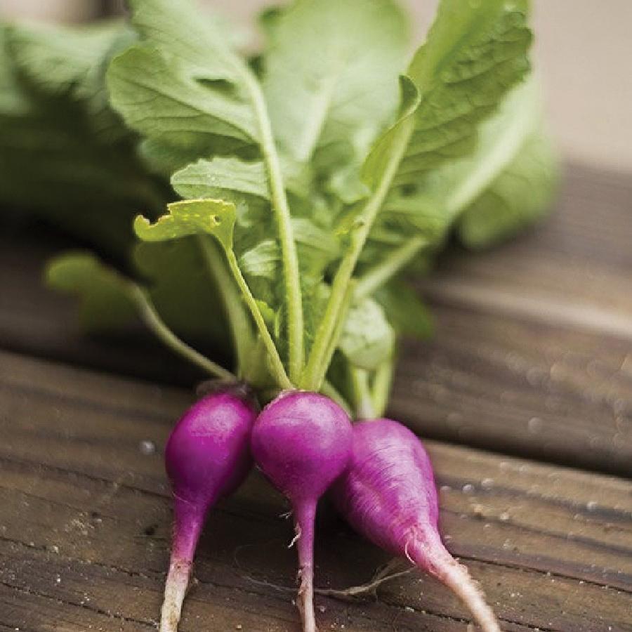 Purple Plum Radish by MIgardener