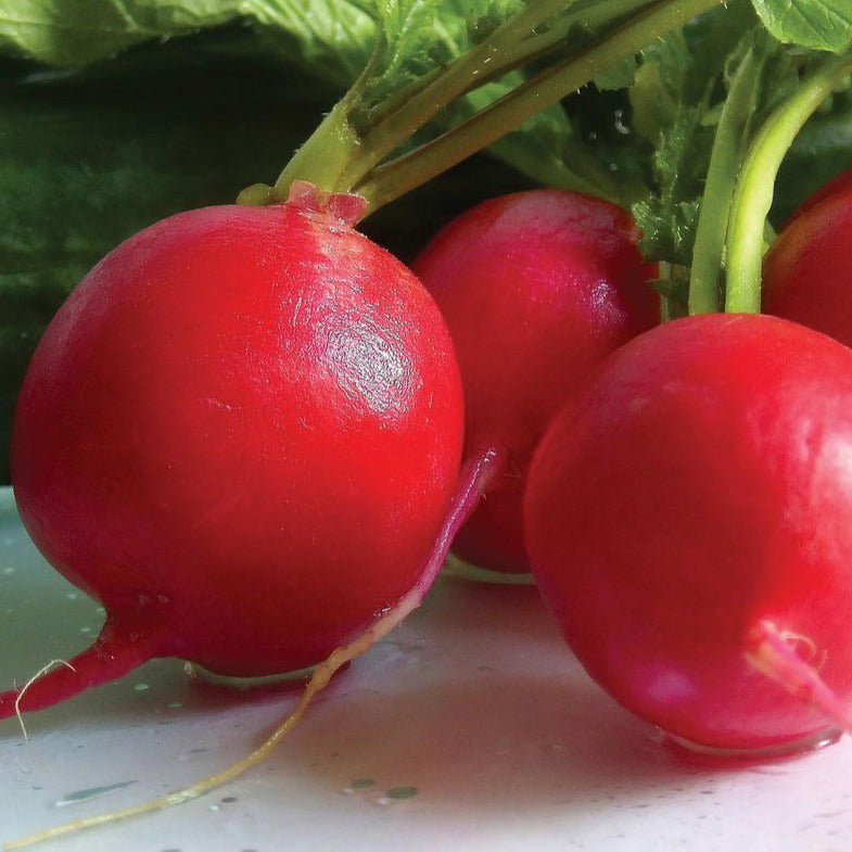 German Giant Radish by MIgardener