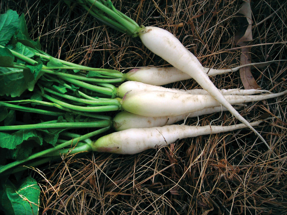White Icicle Radish by MIgardener